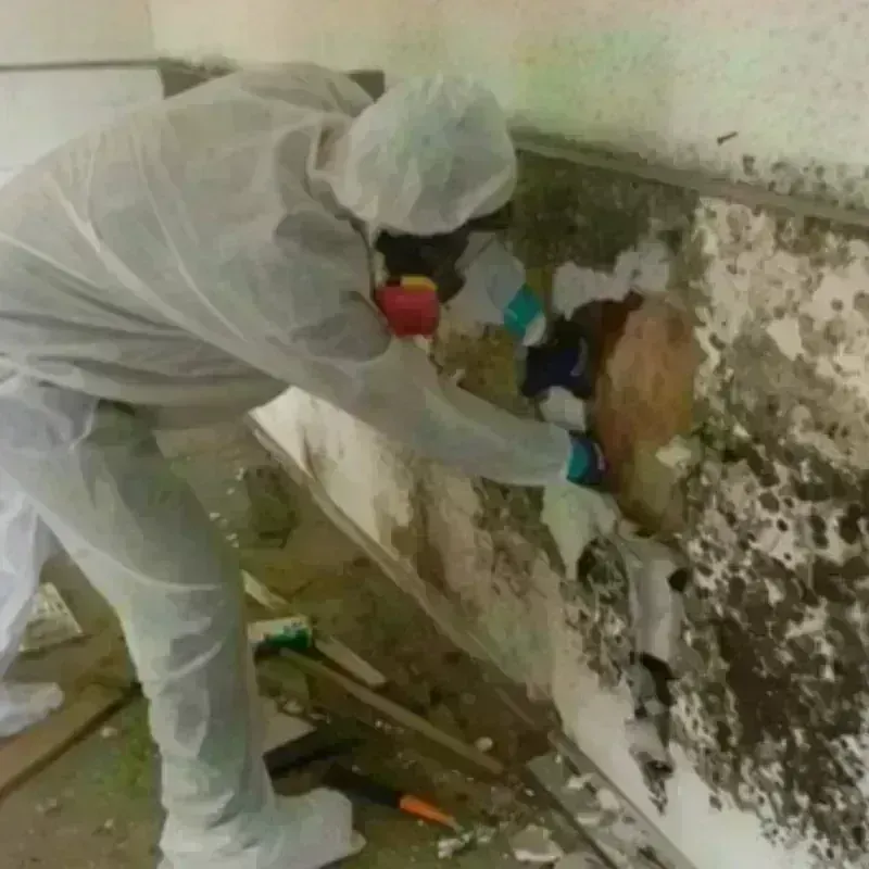 Mold Remediation and Removal in Warren County, VA